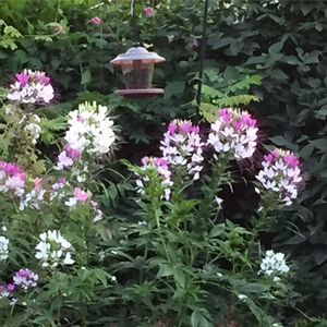 Meet your Posher, Maureen